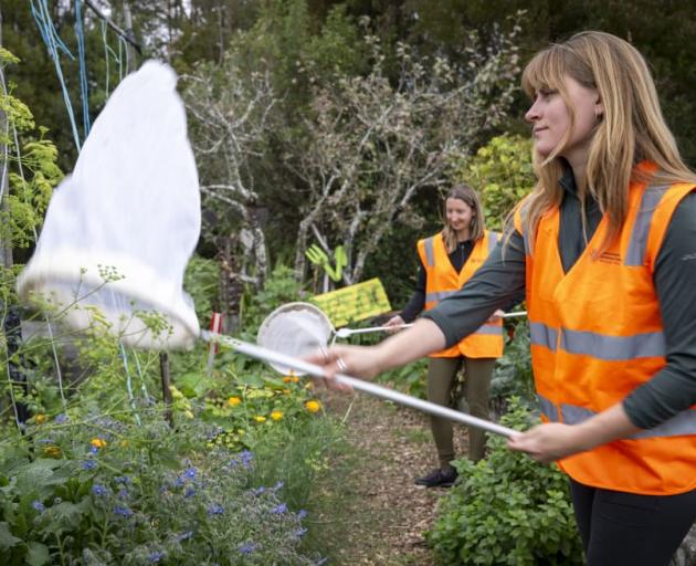 University of Canterbury PHD candidate Ava Taylor-Johnson searches for bees. Photo: Supplied /...
