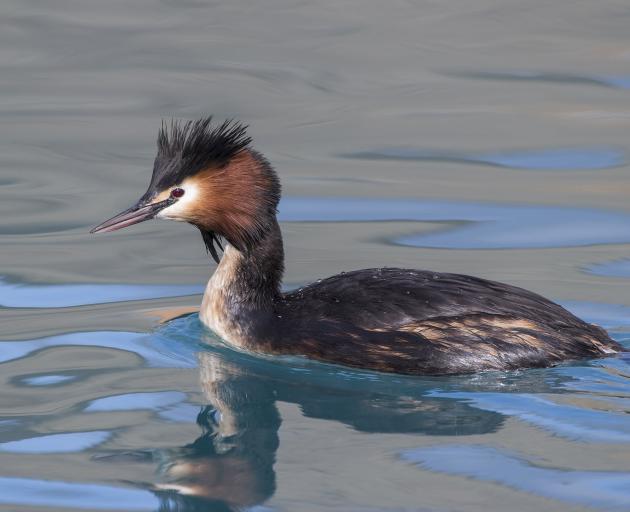 Attendees of the Birds NZ conference held in Wanaka over the weekend are hoping to see puteketeke...