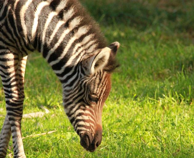 Photo: Orana Wildlife Park