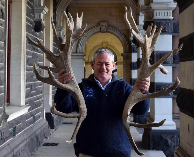 Southern Velvet Buyers owner Kelly Bennett, of Geraldine, displays hard antlers at Dunedin...