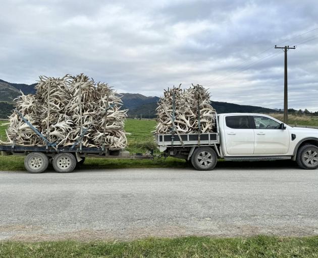A load of hard antler collected from one deer farm in South Canterbury by Southern Velvet Buyers...