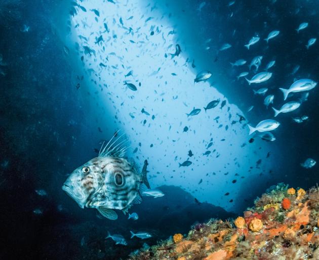 A John Dory or kuparu at the Poor Knights Islands Marine Reserve, in Northland, which is popular...