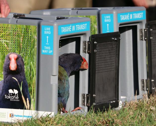 A takahē looks out on to their new home. 