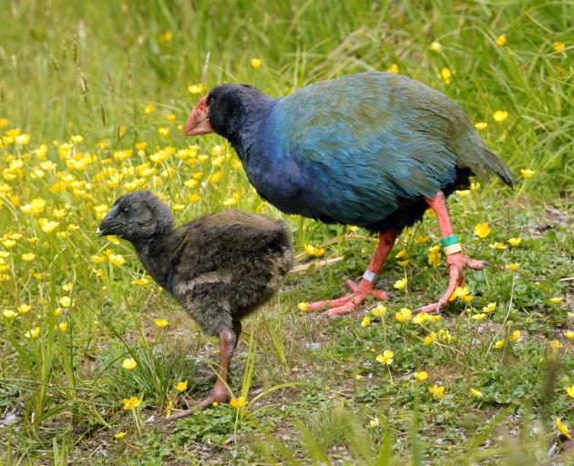 A takahe chick and adult. Photo: ODT files 