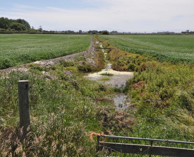 A series of three springs emerge from the ground, creating the headwaters of the Taumutu Creek....