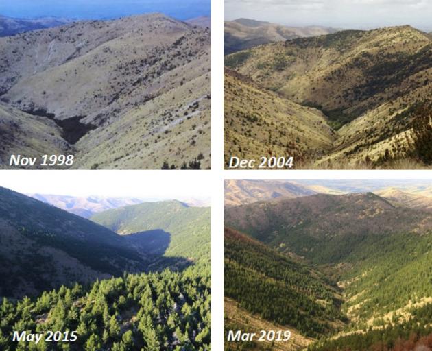 The spread and density of wilding trees in the headwaters of the Tomogalak Stream, which is part of the Mid Dome Programme area, was restricted after aerial spraying control was done in 2018. Photo: Mid Dome Wilding Trees Charitable Trust