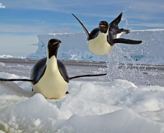 Photo: Paul Nicklen