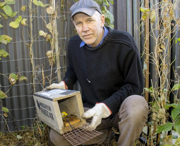 Greg Chapman inspects one of the tunnel traps in his Southshore garden. Photo: Geoff Sloan