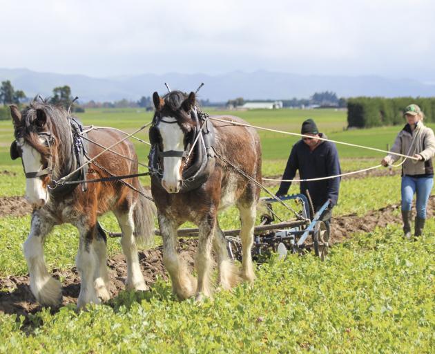 Sean Leslie and Casey Rae, both of Middlemarch, guide Clydesdale horses Nugget (left) and Anna at the Waimea Plains ploughing match in Southland on October 7. PHOTOS: KATIE SUTHERLAND Sean Leslie and Casey Rae, both of Middlemarch, guide Clydesdale horses Nugget (left) and Anna at the Waimea Plains ploughing match in Southland on October 7. PHOTOS: KATIE SUTHERLAND