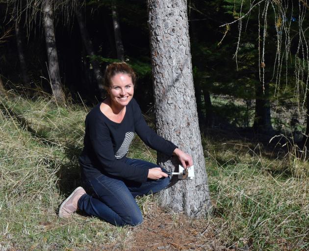 Chain Hills Community Trapping Project founder Rebecca Guest nails a chew card to a tree on her...