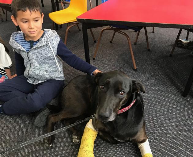 Outram School pupil Alex Skudder (7) gives Meg a pat during her visit. Photo: supplied 