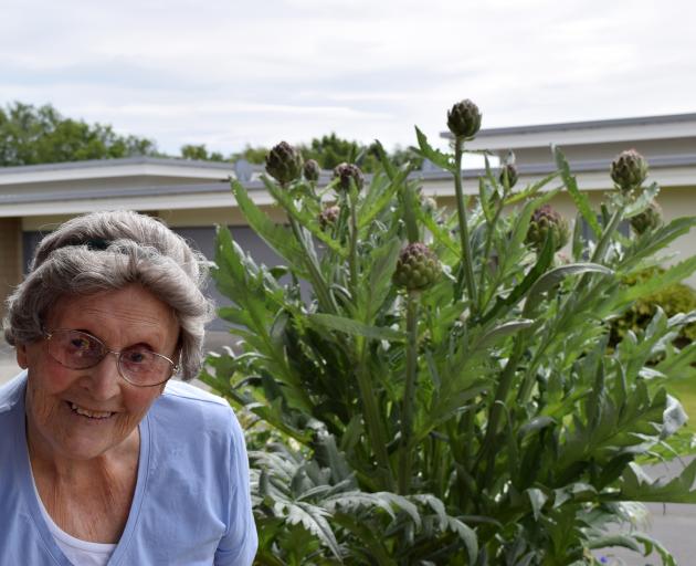 Peg Mathieson, of Mosgiel, and her artichoke plant. PHOTOS: SHAWN MCAVINUE Peg Mathieson, of Mosgiel, and her artichoke plant. PHOTOS: SHAWN MCAVINUE