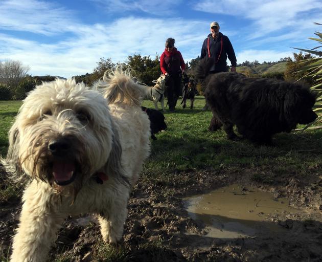 Dog Ted leads the charge through a muddy puddle in East Taieri Dog Park followed by Chris Burrows...