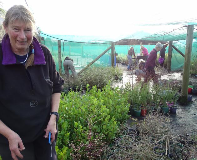 Te Kakano nursery volunteer Jane Forsyth delighted to find the nursery expanded after a year away.