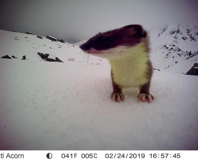 A stoat caught on a motion-triggered camera in the Ben Ohau Range after a summer snow storm in...