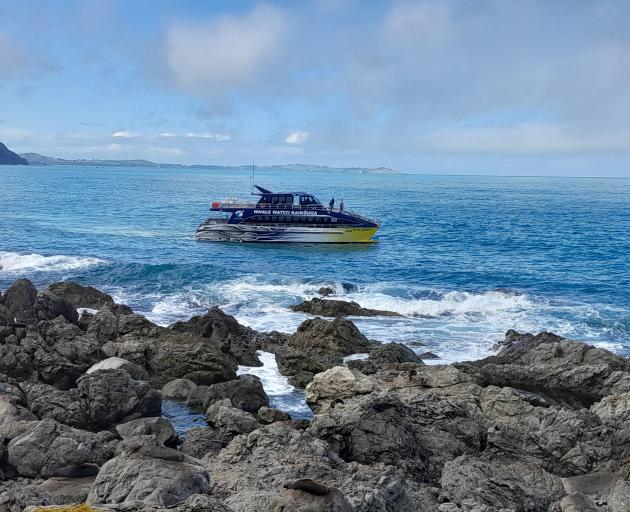 A Whale Watch Kaikoura boat was being used to search near the coast line. Photo: Sean McCabe