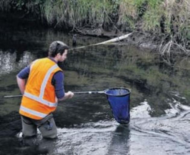 Environment Canterbury ecologist Jarred Arthur retrieving dead fish from Saltwater Creek, shortly...