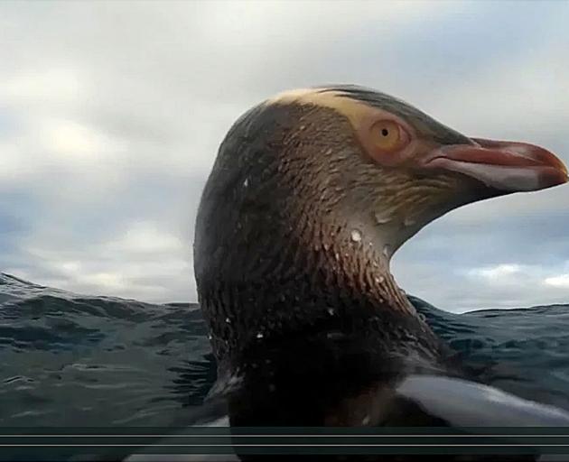 Yellow-eyed penguins are unanimous in their belief Buller's shearwaters are "jumped up bloody...