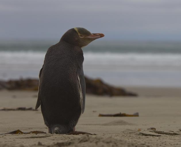 "I'm tired and just need a rest" - is possibly the reason that this Yellow-eyed Penguin visited...