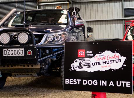A day out for the dogs at the Bayleys Tussock Country Ute Muster