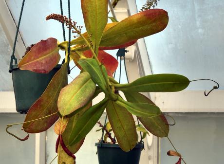 This Nepenthes hybrid (a pitcher plant) is on show at the Dunedin Public Garden. PHOTO: GREGOR...