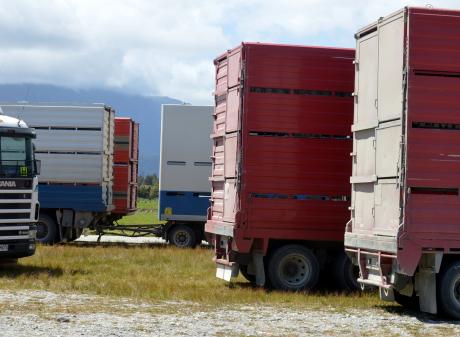 The government has closed a pathway for migrant truck drivers to gain residency. PHOTO: STEPHEN...
