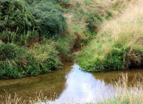 Vegetation control will be some of the maintenance work the Otago Regional Council is planning...