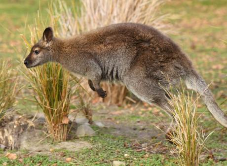 A Bennett’s wallaby hops through tussock. PHOTO: STEPHEN JAQUIERY 
