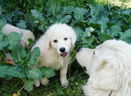 Wairarapa organic gardeners Josje Neerincx and Frank van Steensel say having Maremma sheepdogs on...