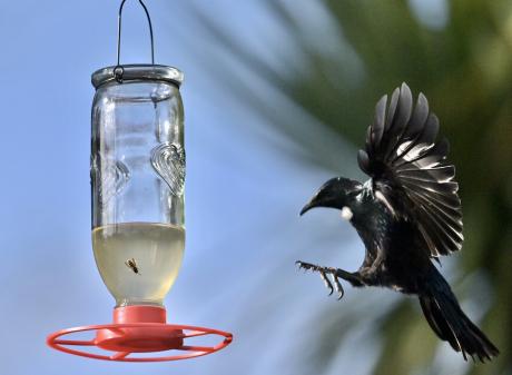 A hungry tūī swoops in for a meal from a sugar water feeder in north Dunedin. PHOTO: GERARD O’BRIEN