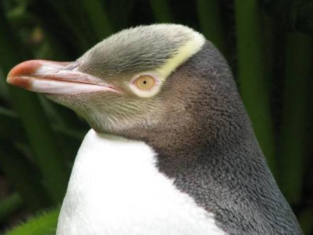A yellow-eyed penguin.Photo: DOC