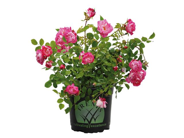 Tesselaar Flower Carpet Rose Pink Splash 2.5 Litre $18.88