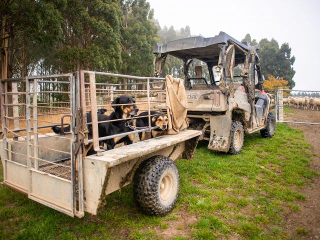 Student trained dogs on their way to check on the sheep