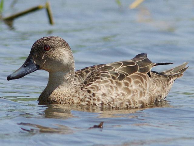 The grey teal is a protected species. Photo: Wikipedia