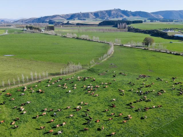Dairy herd on Greg and Quintin Paul's Waimate farm