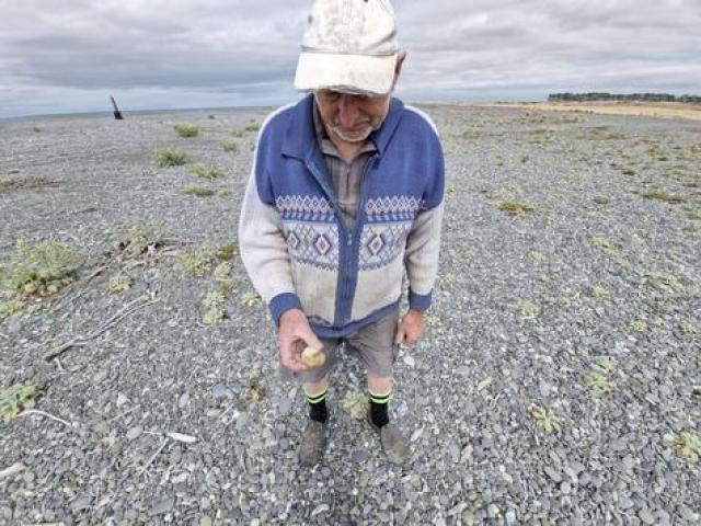 Vince Burke studying a small orange rock on Birdlings Flat beach. He says ancient volcanic...