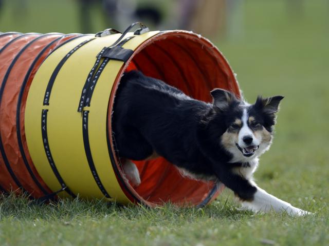 Border Collie Tease competing in the selection trial for the New Zealand Dog Agility...