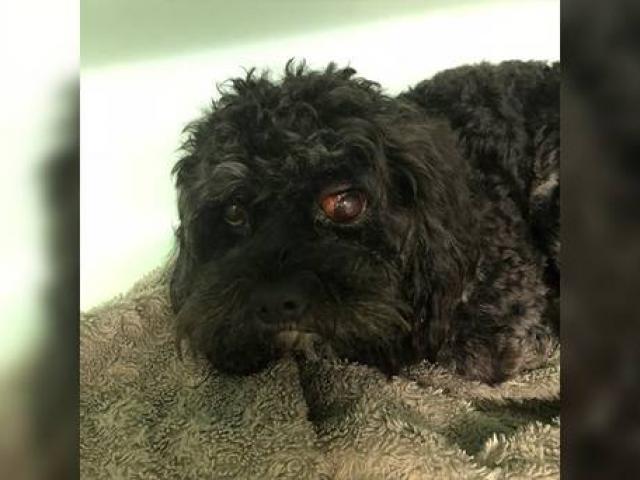 The veterinarian found that Rafa's left eye was prolapsed, he had swelling of the inner eyelids, and bleeding was apparent in the white of the eye. Photo / SPCA