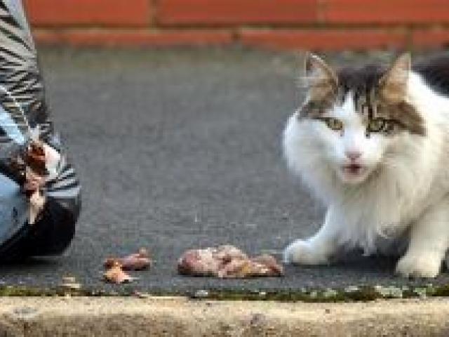 A cat protects scraps garnered from a rubbish bag above Frasers Gully. Photo by Stephen Jaquiery.