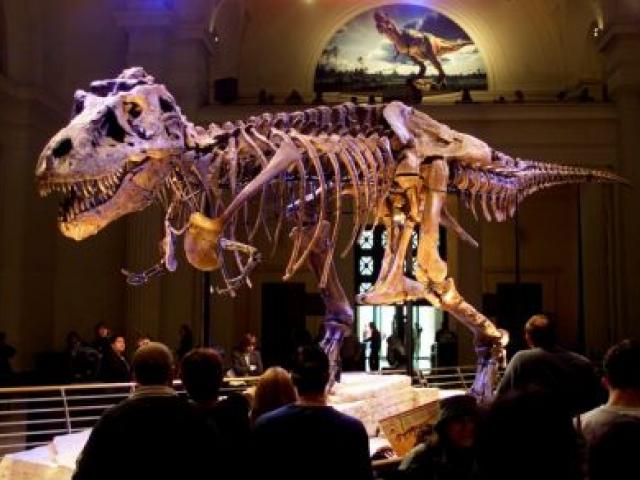 'Sue', a 13m-long Tyrannosaurus rex, is shown on display at the Field Museum in Chicago, Illinois in this file photo. REUTERS/Sue Ogrocki