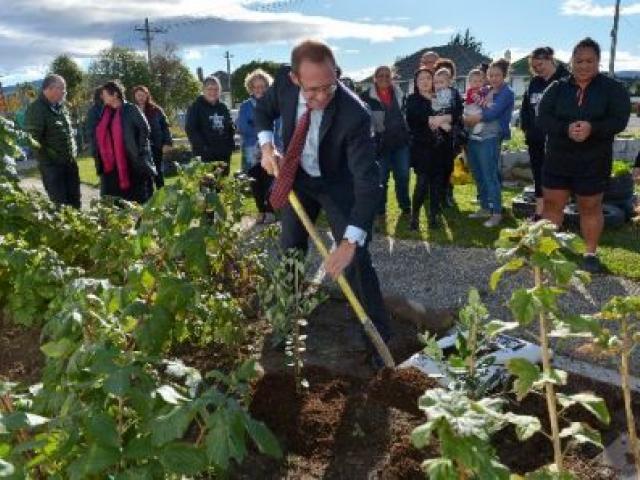 Labour leader Andrew Little plants a feijoa tree in the Corstorphine Community Hub garden. PHOTO: GERARD O'BRIEN