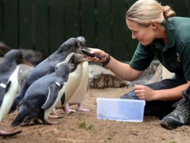 Penguin Place rehabilitation manager Julia Reid feeds some of the injured penguins recovering from barracouta bites. Photo by Peter McIntosh.