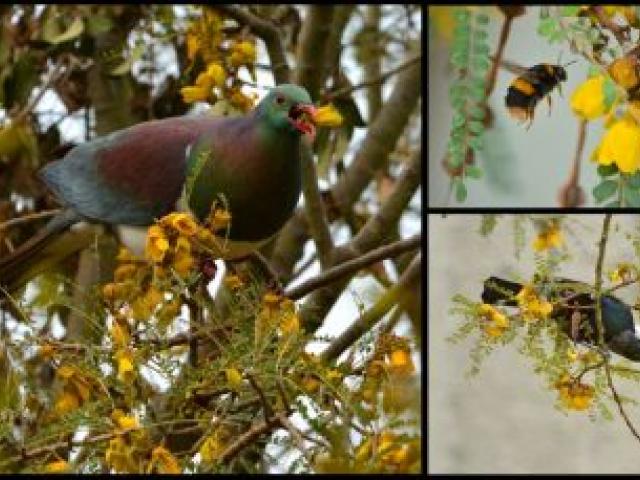 A kereru, a bumblebee and a tui find a blossoming kowhai an irresistible attraction at the Dunedin Botanic Garden yesterday. Photos by Gerard O'Brien.