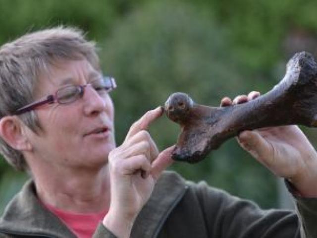Department of Conservation technical adviser Shar Briden, of Dunedin, with a moa bone. Photo by Peter McIntosh. Department of Conservation technical adviser Shar Briden, of Dunedin, with a moa bone. Photo by Peter McIntosh.