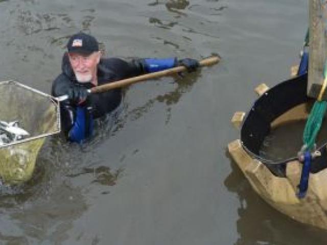 Steve Bennett nets smolt at the Sawyers Bay Hatchery on Saturday. Photo by Gerard O'Brien.