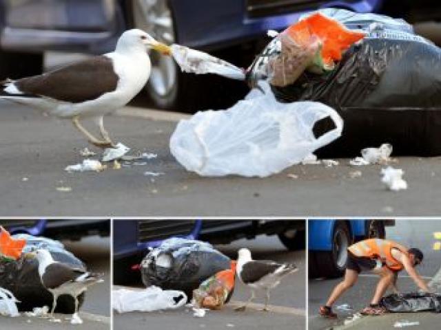A black-backed seagull takes to a black rubbish bag in Dunedin's York Pl yesterday, and Envirowaste employee Ken McDonald (bottom right) is left to clear the ''table'' afterwards. Photos by Stephen Jaquiery.