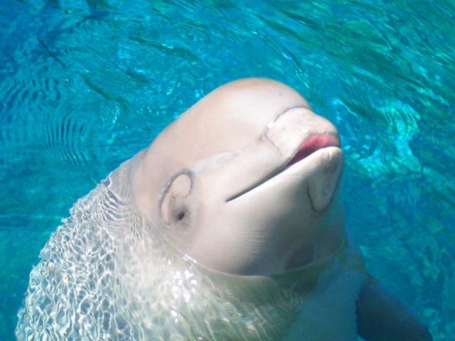 Belugas, or white whales, normally live in Arctic or sub-Arctic waters. Photo: Wikimedia Commons