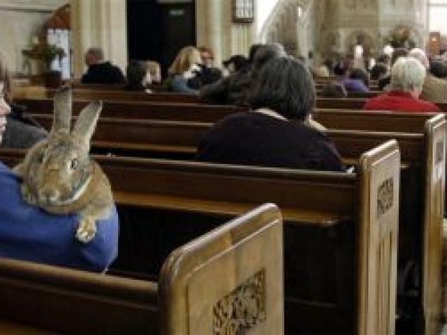 At her first visit to the St Paul's Cathedral pet service is Lucy, the Flemish giant rabbit, with her owner Susan Baird, yesterday. Photo by Jane Dawber.