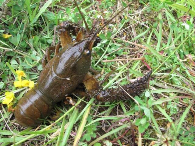 Freshwater crayfish. Photo: supplied