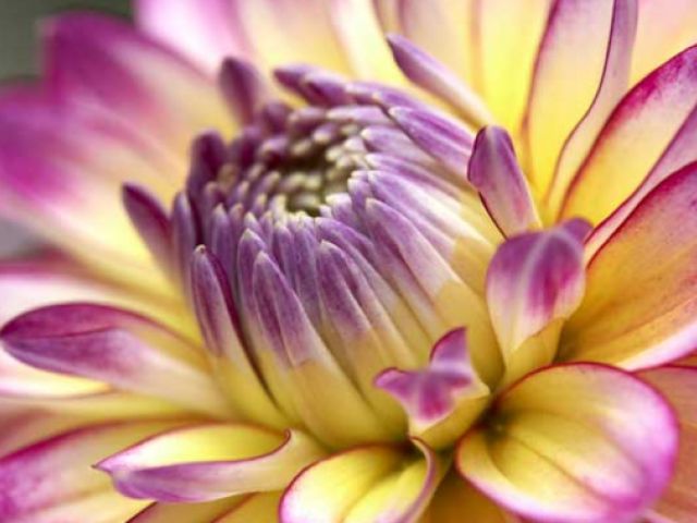 Sow seeds and seedlings to fill any gaps among perennial plants.